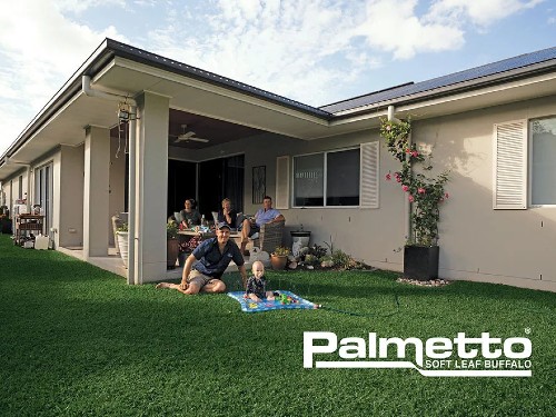 Palmetto-Buffalo-Lawn-Turf-Grass-Australian-Lawn-Concepts-Turf-11w