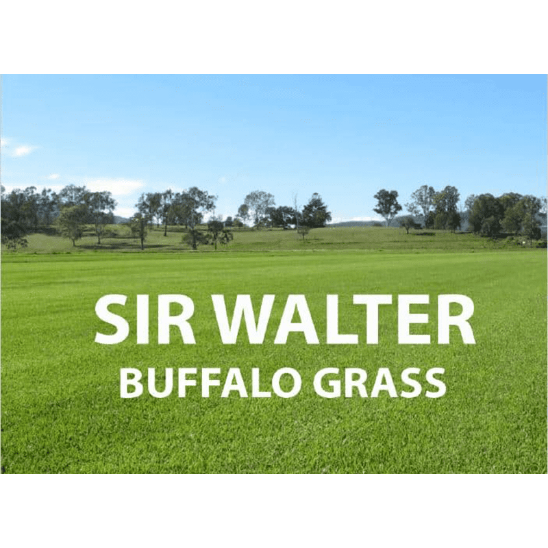 Sir Walter Buffalo Grass
