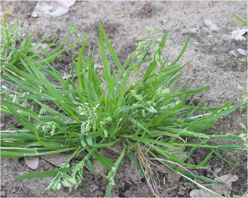 Picture of winter grass weed